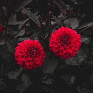 Meet your Posher, Jael